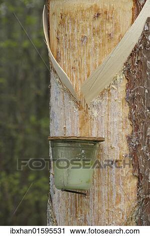 "Pitch trees, Hernstein, Triestingtal valley, Lower Austria, Austria, Europe" View Large Photo Image Stock Image - "Pitch trees, Hernstein, Triestingtal valley, Lower Austria, Austria, Europe". Fotosearch