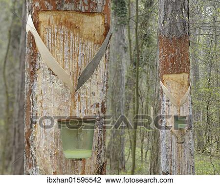 "Pitch trees, Hernstein, Triestingtal valley, Lower Austria, Austria, Europe" View Large Photo Image Stock Image - "Pitch trees, Hernstein, Triestingtal valley, Lower Austria, Austria, Europe". Fotosearch