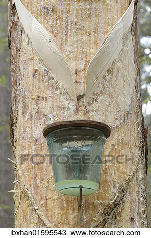 "Pitch trees, Hernstein, Triestingtal valley, Lower Austria, Austria, Europe" View Large Photo Image Stock Image - "Pitch trees, Hernstein, Triestingtal valley, Lower Austria, Austria, Europe". Fotosearch