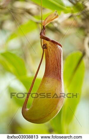 "Pitchter plant hybrid (Nepenthes alata x ventricosa), Lower Saxony, Germany, Europe" View Large Photo Image Stock Image - "Pitchter plant hybrid (Nepenthes alata x ventricosa), Lower Saxony, Germany, Europe". Fotosearch