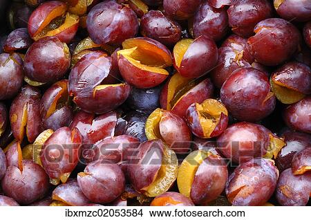 "Pitted Prunes (Prunus domestica), prepared to make jam" View Large Photo Image Picture - "Pitted Prunes (Prunus domestica), prepared to make jam". Fotosearch