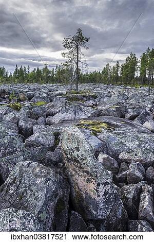 Stock Image - "Plain covered in rocks, with one solitary pine tree, Jokkmokk, Norrbotten County, Sweden, Europe". Fotosearch