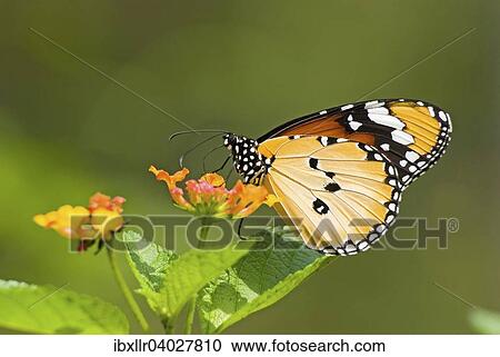 Stock Image - Plain Tiger or African Monarch butterfly (Anosia chrysippus) feeding on flower. Fotosearch