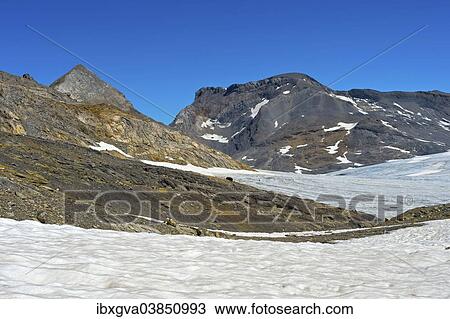 Stock Image - "Plaine Morte glacier plateau with Mt Gletscherhorn and Mt Wildstrubel, left to right, Bernese Alps, Switzerland, Europe". Fotosearch