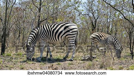 "Plains zebra (Equus burchelli burchelli) with foal, Kruger National Park, South Africa, Africa" View Large Photo Image Picture - "Plains zebra (Equus burchelli burchelli) with foal, Kruger National Park, South Africa, Africa". Fotosearch