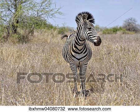 Stock Image - "Plains zebra (Equus burchelli burchelli), Kruger National Park, South Africa, Africa". Fotosearch