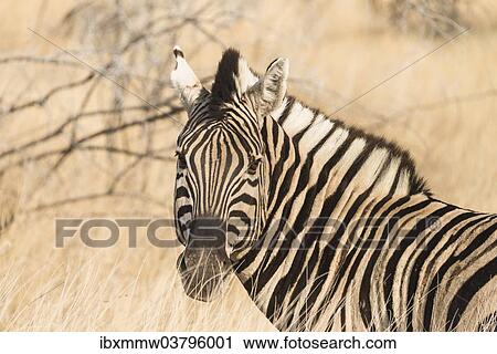 "Plains Zebra (Equus burchellii), Etosha National Park, Namibia, Africa" View Large Photo Image Stock Image - "Plains Zebra (Equus burchellii), Etosha National Park, Namibia, Africa". Fotosearch