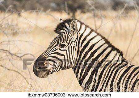 Stock Image - "Plains Zebra (Equus burchellii), Etosha National Park, Namibia, Africa". Fotosearch