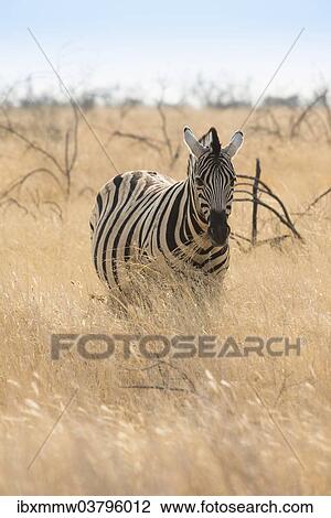 "Plains Zebra (Equus burchellii) standing in dry grass, Etosha National Park, Namibia, Africa" View Large Photo Image Stock Image - "Plains Zebra (Equus burchellii) standing in dry grass, Etosha National Park, Namibia, Africa". Fotosearch