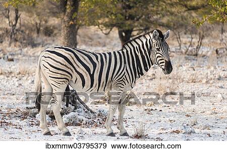 "Plains Zebra (Equus burchellii), Etosha National Park, Namibia, Africa" View Large Photo Image Stock Photo - "Plains Zebra (Equus burchellii), Etosha National Park, Namibia, Africa". Fotosearch