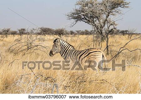 "Plains Zebra (Equus burchellii) standing in dry grass, Etosha National Park, Namibia, Africa" View Large Photo Image Stock Photo - "Plains Zebra (Equus burchellii) standing in dry grass, Etosha National Park, Namibia, Africa". Fotosearch