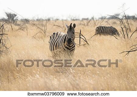 "Plains Zebra (Equus burchellii) standing in dry grass, Etosha National Park, Namibia, Africa" View Large Photo Image Stock Photo - "Plains Zebra (Equus burchellii) standing in dry grass, Etosha National Park, Namibia, Africa". Fotosearch