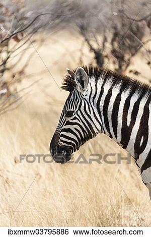 "Plains Zebra (Equus burchellii), Etosha National Park, Namibia, Africa" View Large Photo Image Stock Photograph - "Plains Zebra (Equus burchellii), Etosha National Park, Namibia, Africa". Fotosearch