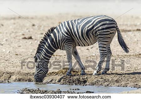 "Plains Zebra (Equus quagga) at the waterhole, Etosha National Park, Namibia, Africa" View Large Photo Image Stock Photo - "Plains Zebra (Equus quagga) at the waterhole, Etosha National Park, Namibia, Africa". Fotosearch