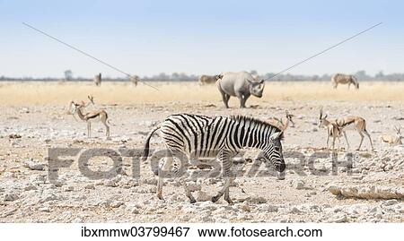 "Plains Zebra (Equus quagga), behind a black rhino (Diceros bicornis), Etosha National Park, Namibia, Africa" View Large Photo Image Stock Photo - "Plains Zebra (Equus quagga), behind a black rhino (Diceros bicornis), Etosha National Park, Namibia, Africa". Fotosearch