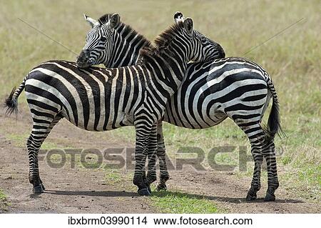 "Plains Zebra (Equus quagga burchelli), typical position for mutual insect repellent, Maasai Mara, Kenya, Africa" View Large Photo Image Picture - "Plains Zebra (Equus quagga burchelli), typical position for mutual insect repellent, Maasai Mara, Kenya, Africa". Fotosearch