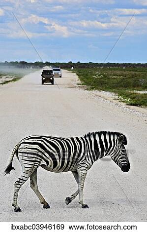 "Plains Zebra (Equus quagga) crossing road, Etosha National Park, Namibia, Africa" View Large Photo Image Stock Photo - "Plains Zebra (Equus quagga) crossing road, Etosha National Park, Namibia, Africa". Fotosearch