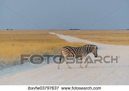 "Plains Zebra (Equus quagga) crossing dirt road, Etosha National Park, Namibia, Africa" View Large Photo Image Stock Photo - "Plains Zebra (Equus quagga) crossing dirt road, Etosha National Park, Namibia, Africa". Fotosearch