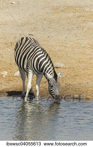 "Plains Zebra (Equus quagga) drinking at a waterhole, Etosha National Park, Namibia, Africa" View Large Photo Image Stock Image - "Plains Zebra (Equus quagga) drinking at a waterhole, Etosha National Park, Namibia, Africa". Fotosearch