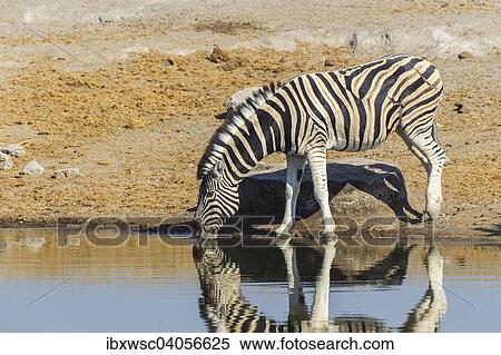 "Plains Zebra (Equus quagga) drinking at a waterhole, Etosha National Park, Namibia, Africa" View Large Photo Image Stock Photography - "Plains Zebra (Equus quagga) drinking at a waterhole, Etosha National Park, Namibia, Africa". Fotosearch