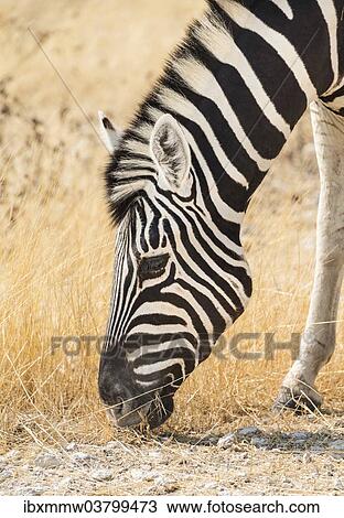 Stock Image - "Plains Zebra (Equus quagga), Etosha National Park, Namibia, Africa". Fotosearch