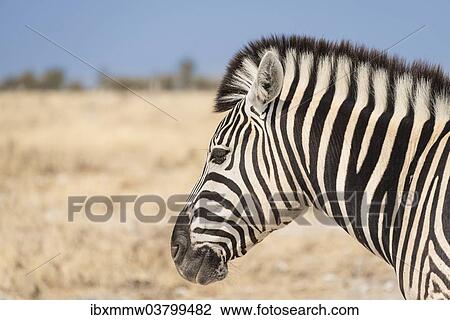 "Plains Zebra (Equus quagga), Etosha National Park, Namibia, Africa" View Large Photo Image Stock Image - "Plains Zebra (Equus quagga), Etosha National Park, Namibia, Africa". Fotosearch
