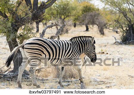 "Plains Zebra (Equus quagga), Etosha National Park, Namibia, Africa" View Large Photo Image Stock Image - "Plains Zebra (Equus quagga), Etosha National Park, Namibia, Africa". Fotosearch