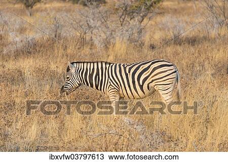 "Plains zebra (Equus quagga), Etosha National Park, Namibia, Africa" View Large Photo Image Stock Image - "Plains zebra (Equus quagga), Etosha National Park, Namibia, Africa". Fotosearch