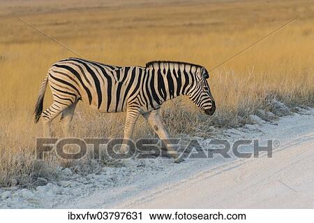 "Plains zebra (Equus quagga), Etosha National Park, Namibia, Africa" View Large Photo Image Stock Image - "Plains zebra (Equus quagga), Etosha National Park, Namibia, Africa". Fotosearch