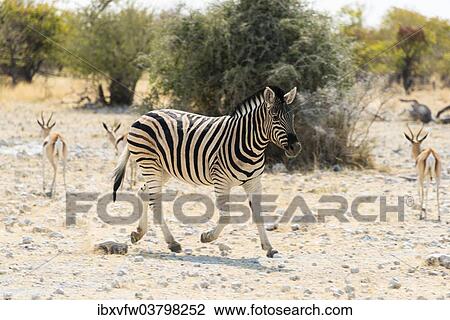 "Plains Zebra (Equus quagga), Etosha National Park, Namibia, Africa" View Large Photo Image Stock Image - "Plains Zebra (Equus quagga), Etosha National Park, Namibia, Africa". Fotosearch