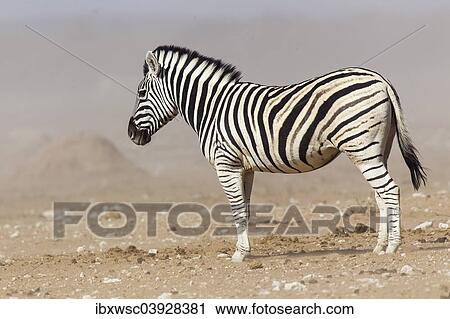 "Plains Zebra (Equus quagga), Etosha National Park, Namibia, Africa" View Large Photo Image Stock Image - "Plains Zebra (Equus quagga), Etosha National Park, Namibia, Africa". Fotosearch