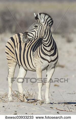"Plains Zebra (Equus quagga), Etosha National Park, Namibia, Africa" View Large Photo Image Stock Image - "Plains Zebra (Equus quagga), Etosha National Park, Namibia, Africa". Fotosearch