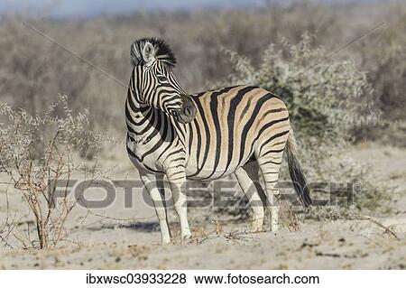 "Plains Zebra (Equus quagga), Etosha National Park, Namibia, Africa" View Large Photo Image Stock Photo - "Plains Zebra (Equus quagga), Etosha National Park, Namibia, Africa". Fotosearch