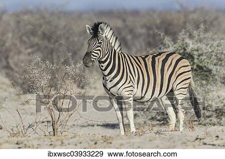 "Plains Zebra (Equus quagga), Etosha National Park, Namibia, Africa" View Large Photo Image Stock Photo - "Plains Zebra (Equus quagga), Etosha National Park, Namibia, Africa". Fotosearch