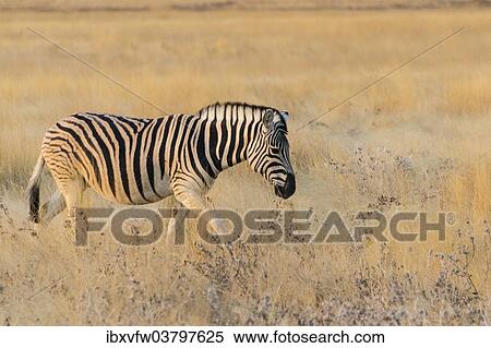 "Plains zebra (Equus quagga), Etosha National Park, Namibia, Africa" View Large Photo Image Stock Photography - "Plains zebra (Equus quagga), Etosha National Park, Namibia, Africa". Fotosearch