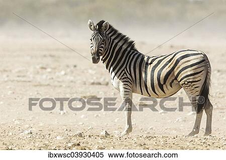 "Plains Zebra (Equus quagga), Etosha National Park, Namibia, Africa" View Large Photo Image Stock Photography - "Plains Zebra (Equus quagga), Etosha National Park, Namibia, Africa". Fotosearch