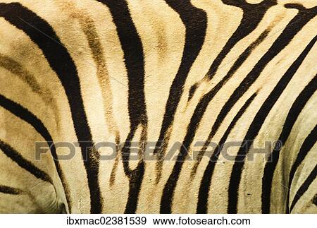 "Plains Zebra (Equus quagga), fur detail, Etosha National Park, Namibia, Africa" View Large Photo Image Stock Photo - "Plains Zebra (Equus quagga), fur detail, Etosha National Park, Namibia, Africa". Fotosearch