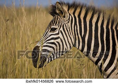 Stock Photograph - "Plains Zebra (Equus quagga), Ithala Game Reserve, South Africa, Africa". Fotosearch