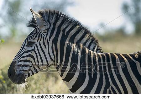 "Plains Zebra (Equus quagga), Kruger National Park, South Africa, Africa" View Large Photo Image Stock Photograph - "Plains Zebra (Equus quagga), Kruger National Park, South Africa, Africa". Fotosearch