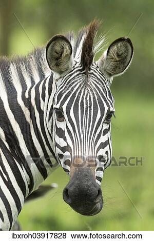 Stock Photo - "Plains Zebra (Equus quagga), Lake Mburo National Park, Uganda, Africa". Fotosearch