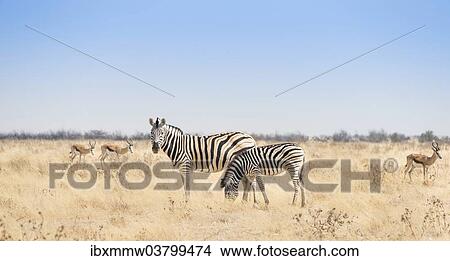 "Plains Zebra (Equus quagga) with foal, Etosha National Park, Namibia, Africa" View Large Photo Image Picture - "Plains Zebra (Equus quagga) with foal, Etosha National Park, Namibia, Africa". Fotosearch