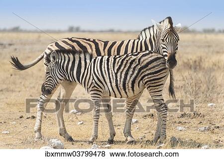 "Plains Zebra (Equus quagga) with foal, Etosha National Park, Namibia, Africa" View Large Photo Image Stock Photo - "Plains Zebra (Equus quagga) with foal, Etosha National Park, Namibia, Africa". Fotosearch