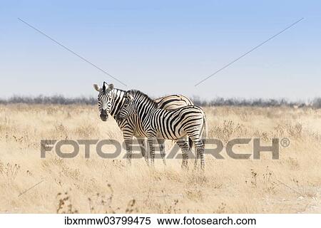 "Plains Zebra (Equus quagga) with foal, Etosha National Park, Namibia, Africa" View Large Photo Image Stock Photography - "Plains Zebra (Equus quagga) with foal, Etosha National Park, Namibia, Africa". Fotosearch