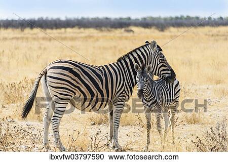 Stock Image - "Plains Zebra (Equus quagga) with young, Etosha National Park, Namibia, Africa". Fotosearch