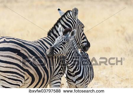 Stock Photo - "Plains Zebra (Equus quagga) with young, Etosha National Park, Namibia, Africa". Fotosearch