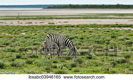 "Plains Zebra (Equus quagga) with young, Etosha pan, Etosha National Park, Namibia, Africa" View Large Photo Image Stock Photography - "Plains Zebra (Equus quagga) with young, Etosha pan, Etosha National Park, Namibia, Africa". Fotosearch