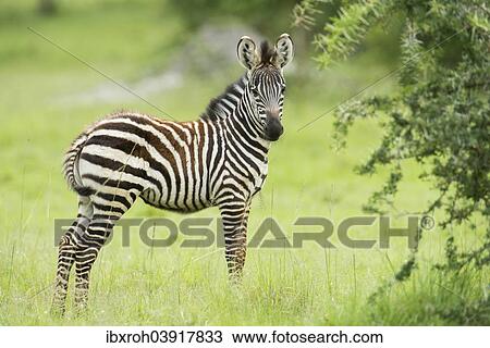 "Plains zebra (Equus quagga), young, Lake Mburo National Park, Uganda, Africa" View Large Photo Image Stock Image - "Plains zebra (Equus quagga), young, Lake Mburo National Park, Uganda, Africa". Fotosearch