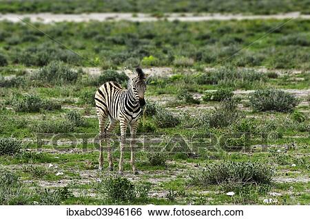 Stock Photograph - "Plains Zebra (Equus quagga), young, Etosha National Park, Namibia, Africa". Fotosearch