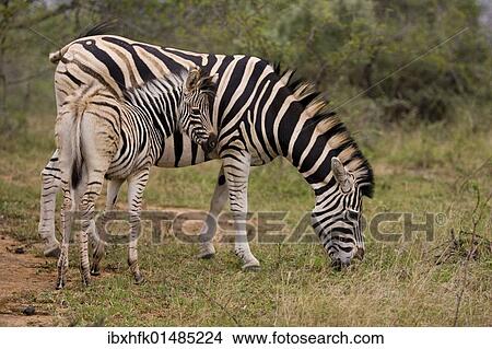 "Plains Zebra or Burchell's Zebra (Equus quagga) with young, Ithala National Park, South Africa, Africa" View Large Photo Image Picture - "Plains Zebra or Burchell's Zebra (Equus quagga) with young, Ithala National Park, South Africa, Africa". Fotosearch