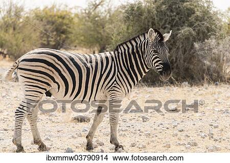 "Plains Zebra or Burchell's Zebra (Equus burchelli), Etosha National Park, Namibia, Africa" View Large Photo Image Picture - "Plains Zebra or Burchell's Zebra (Equus burchelli), Etosha National Park, Namibia, Africa". Fotosearch